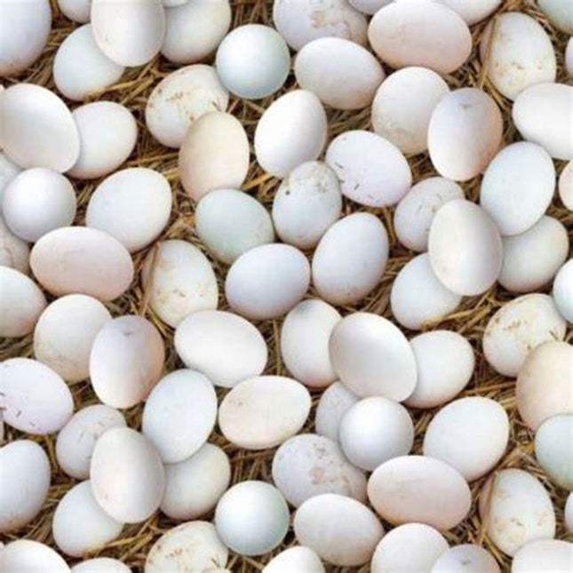 Curtain Valance - Farm Animals Eggs Cotton