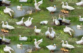 Farm Animals Ducks 43/44"W Cotton Fabric Curtain